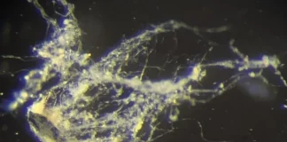 Elektrik ileten yeni bakteri türü keşfedildi.