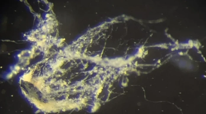 Elektrik ileten yeni bakteri türü keşfedildi.