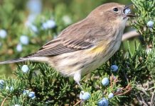 Bir ağaç, bir kuş. Biri olmadan diğeri yaşayamaz. İşte yaşamaları birbirine bağlı olan o kuş, o ağaç…