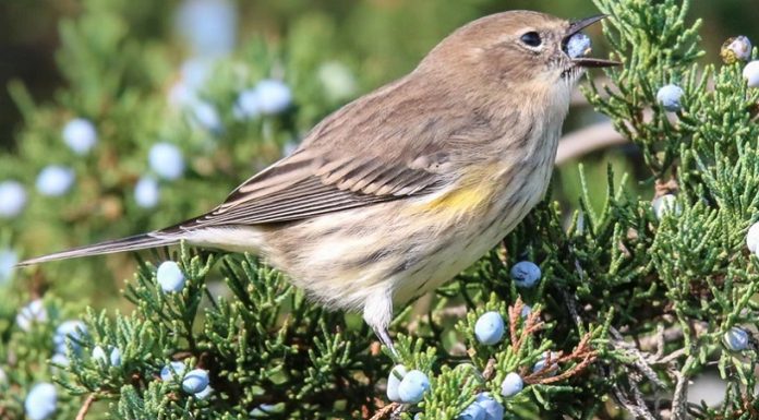 Bir ağaç, bir kuş. Biri olmadan diğeri yaşayamaz. İşte yaşamaları birbirine bağlı olan o kuş, o ağaç…