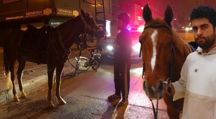 Atla markete giden biniciye alkollü araç kullanmaktan ceza kesildi!