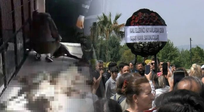 Bursa Osmangazi’de sokak hayvanları katliamı!