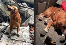 6 Şubat depremlerinde 18 vatandaşı kurtarmıştı. Kahraman Köpek Killian hayatını kaybetti