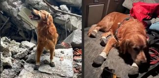 6 Şubat depremlerinde 18 vatandaşı kurtarmıştı. Kahraman Köpek Killian hayatını kaybetti