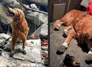 6 Şubat depremlerinde 18 vatandaşı kurtarmıştı. Kahraman Köpek Killian hayatını kaybetti