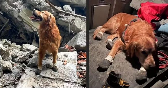 6 Şubat depremlerinde 18 vatandaşı kurtarmıştı. Kahraman Köpek Killian hayatını kaybetti