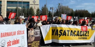 AYM sokaktaki hayvanlarla ilgili düzenlemenin iptalini reddetti!