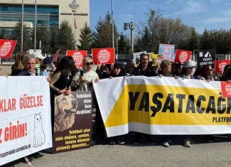AYM sokaktaki hayvanlarla ilgili düzenlemenin iptalini reddetti!