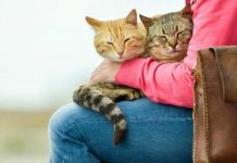 Kedi Sahipleri Dikkat! Evdeki Bu Bitkiler Kedilerde Böbrek ve Kalp Hasarına Yol Açıyor