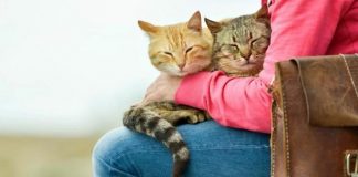 Kedi Sahipleri Dikkat! Evdeki Bu Bitkiler Kedilerde Böbrek ve Kalp Hasarına Yol Açıyor