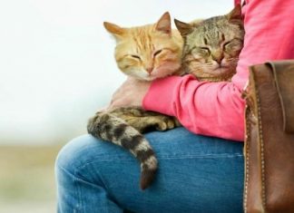 Kedi Sahipleri Dikkat! Evdeki Bu Bitkiler Kedilerde Böbrek ve Kalp Hasarına Yol Açıyor