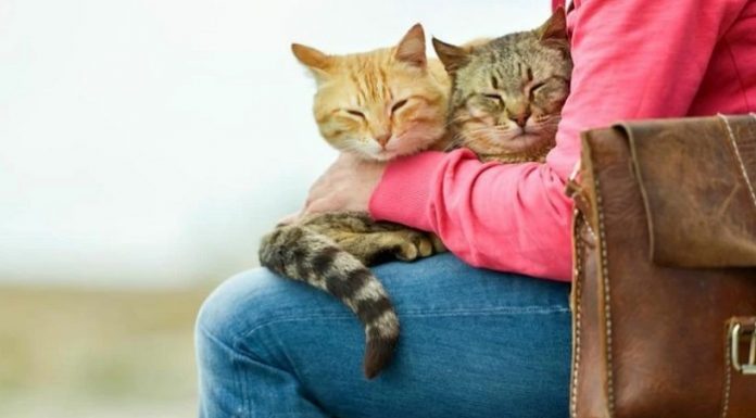 Sanıldığı gibi değilmiş. İşte kedinizin vücudunuzda yattığı yerler ve anlamları…