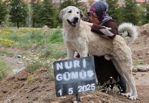 🎥Garip’ten insanlara vefa dersi; Hayatını kaybeden sahibinin mezarı başından günlerdir hiç ayrılmıyor