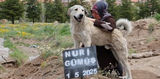 🎥Garip’ten insanlara vefa dersi; Hayatını kaybeden sahibinin mezarı başından günlerdir hiç ayrılmıyor