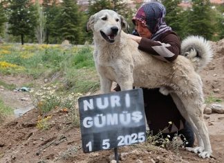 🎥Garip’ten insanlara vefa dersi; Hayatını kaybeden sahibinin mezarı başından günlerdir hiç ayrılmıyor