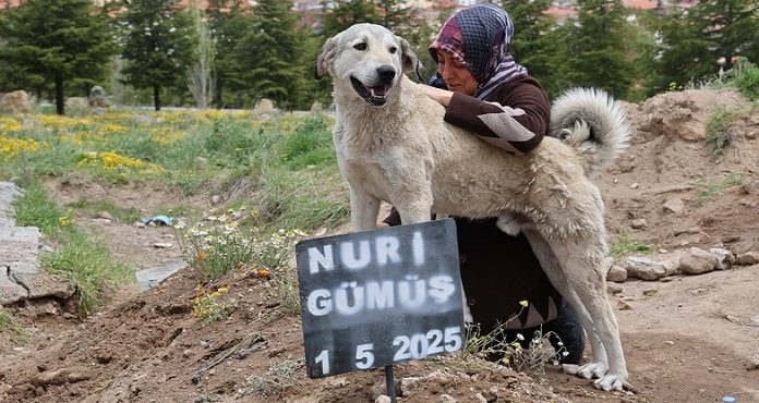 🎥Garip’ten insanlara vefa dersi; Hayatını kaybeden sahibinin mezarı başından günlerdir hiç ayrılmıyor