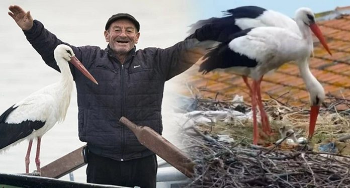 Karacabey’den mutlu haber. Yaren Leylek ile Eşi Nazlı’nı iki yavrusu yumurtadan çıktı