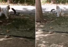 🎥Bilinenin tersi oldu; Bu defa fare kediye saldırdı!