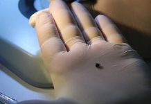 30’dan fazla hastalık taşıyor. İstilacı kene Türkiye’de ilk defa görüldü