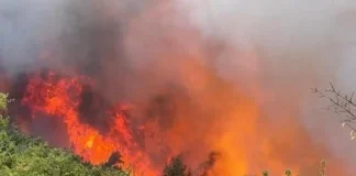 Yaz ayları boyunca yangın riski taşıyan 47 ilde, ormanlara giriş yasaklandı.