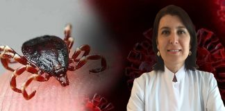 Prof. Bulut uyardı: ‘İstanbul’da kene istilası var, acil tedbir alın’