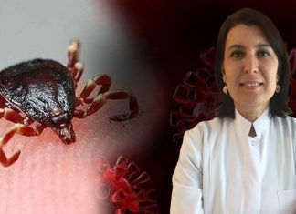 Prof. Bulut uyardı: ‘İstanbul’da kene istilası var, acil tedbir alın’