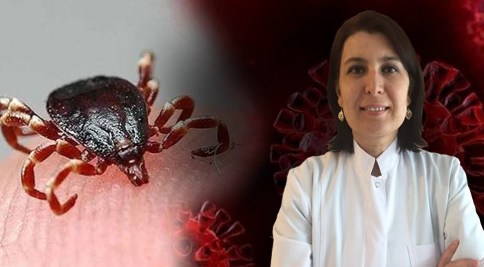 Prof. Bulut uyardı: ‘İstanbul’da kene istilası var, acil tedbir alın’