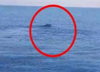 31 yıl sonra çözüldü. İşte ‘Van Gölü Canavarı’nın sırrı…