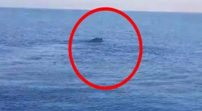 31 yıl sonra çözüldü. İşte ‘Van Gölü Canavarı’nın sırrı…