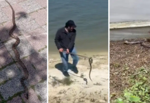 Cirit atıyorlar. İstanbul’da 7 ilçede yılan paniği!