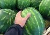 Tüketmenin tam zamanı. Eve kelek olanı götürmemek için iyi karpuz nasıl seçilir?
