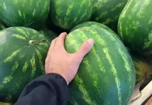 Tüketmenin tam zamanı. Eve kelek olanı götürmemek için iyi karpuz nasıl seçilir?