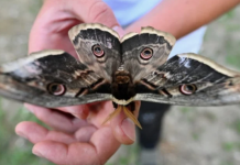 ‘Avrupa’nın en büyüğü’ Düzce’de görüldü