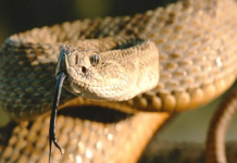 Türkiye’de bulunan zehirli yılan türleri neler? Hangileri ölümcül zehir taşıyor? En çok hangi bölgelerde görülüyor…