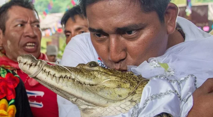 📽️Meksika’daki bir belediye başkanı, hasat ritüelinin bir parçası olarak bir timsahla evlendi
