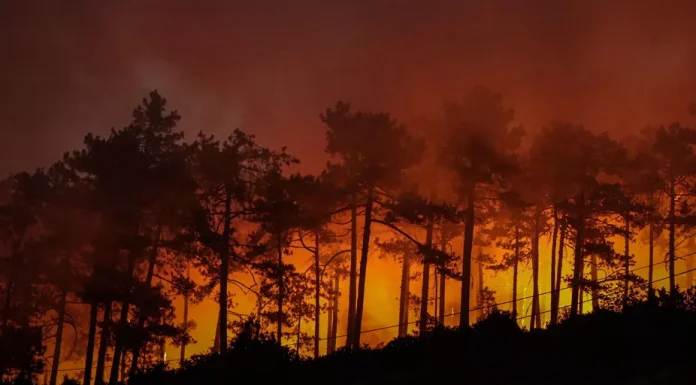 Bursa’nın Orhaneli ilçesinde rüzgarın etkisiyle yeniden büyüyen orman yangınına müdahale sürüyor.