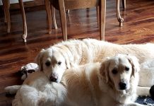 New York Devrimi! Köpekler artık yasal olarak aile üyesi kabul edilecek.