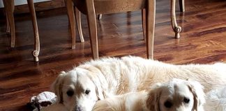 New York Devrimi! Köpekler artık yasal olarak aile üyesi kabul edilecek.