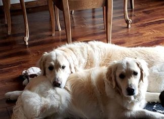 New York Devrimi! Köpekler artık yasal olarak aile üyesi kabul edilecek.