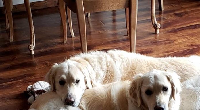 New York Devrimi! Köpekler artık yasal olarak aile üyesi kabul edilecek.