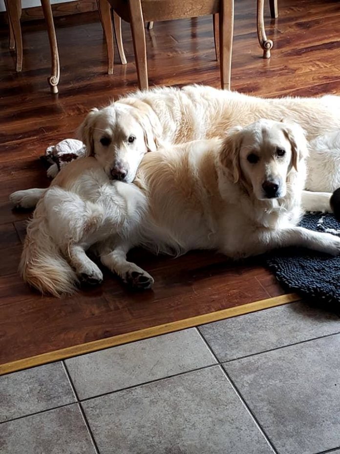 36259b425008bee2de81c1aff6160278