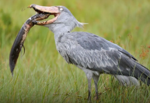 Bir kuş ama… Timsah avlıyor, makinalı tüfek sesi çıkarıyor, dışkısıyla serinliyor, zayıf olan kardeşlerini ortadan kaldırıyor!