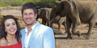 Trajedi; CEO’su olduğu özel yaşam alanındaki fil saldırısıyla hayatını kaybetti