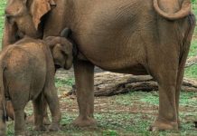 Fil, Zambiya Milli Parkı’nda 2 kadın turisti öldürdü