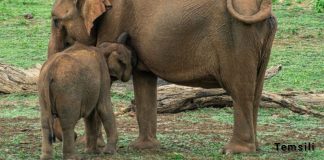 Fil, Zambiya Milli Parkı’nda 2 kadın turisti öldürdü