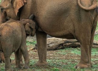 Fil, Zambiya Milli Parkı’nda 2 kadın turisti öldürdü