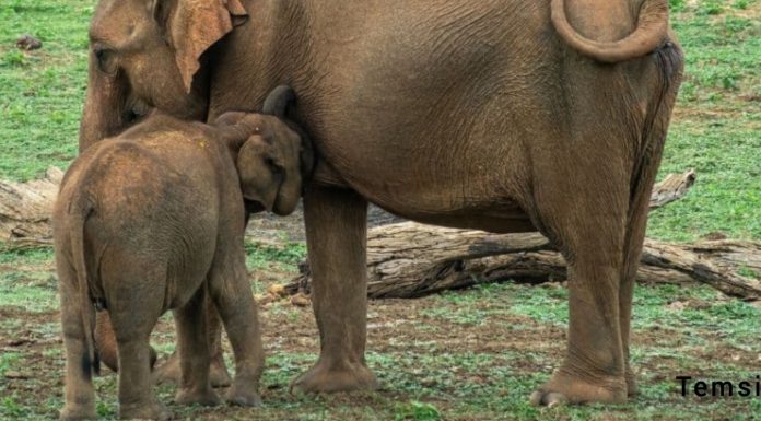 Fil, Zambiya Milli Parkı’nda 2 kadın turisti öldürdü
