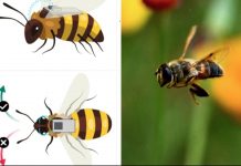 Çinli bilim insanları, arıların beyinlerine kontrol cihazları yerleştirerek onları sibernetik organizmalara dönüştürmeyi başardı.