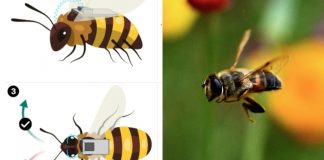 Çinli bilim insanları, arıların beyinlerine kontrol cihazları yerleştirerek onları sibernetik organizmalara dönüştürmeyi başardı.