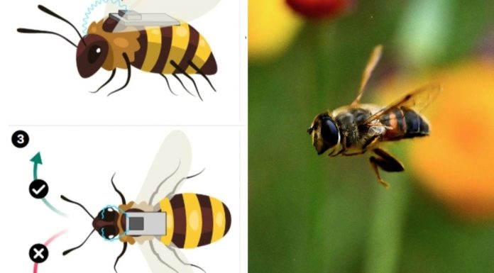 Çinli bilim insanları, arıların beyinlerine kontrol cihazları yerleştirerek onları sibernetik organizmalara dönüştürmeyi başardı.